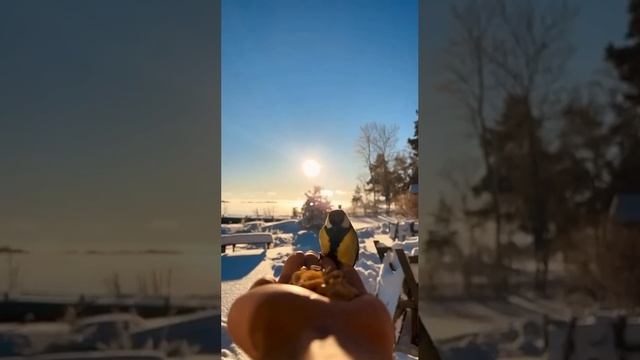 Подкармливайте птичек зимой