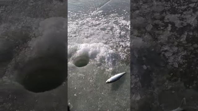 снасть на селёдку. лучшая рыбалка.
