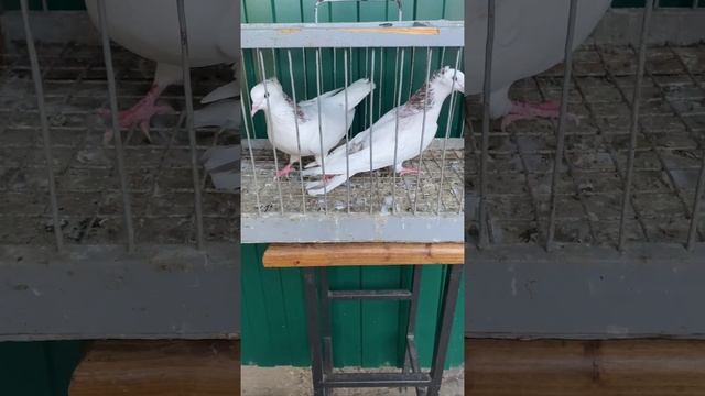 Бакинские голуби ️ Старопородные #Baku Pigeon️