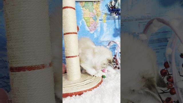 Синеглазый малыш
