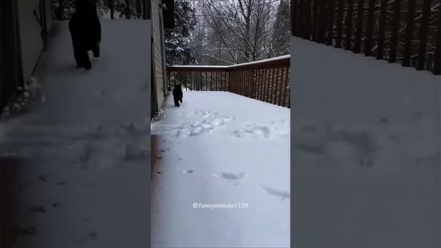 Приколы с котами