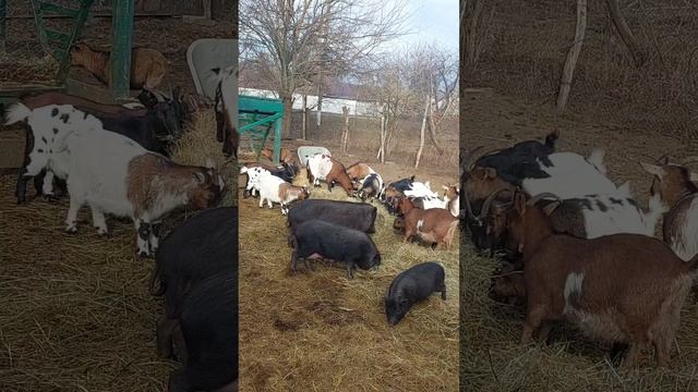 #камерунскиекозы