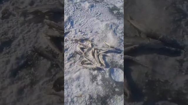 река майха плов на ладе