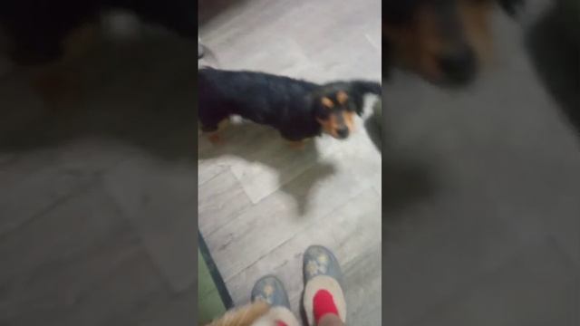 Малышка Милка в поисках любящего дома