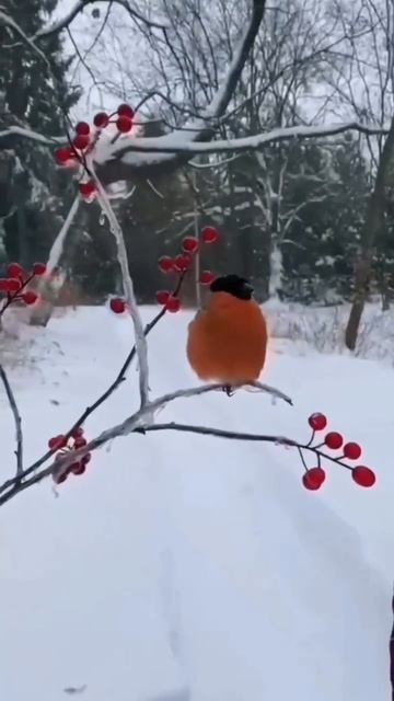 А вы слышали как поёт снегирь?
