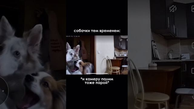 IMG_6932.MP4