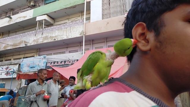 5524734-hd_1280_720_30fps