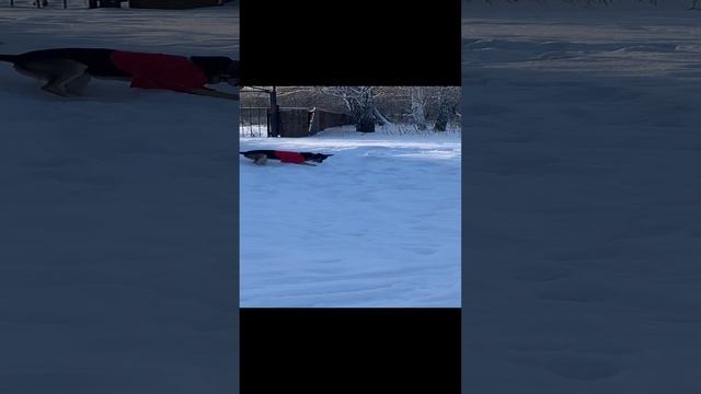 Собака играет