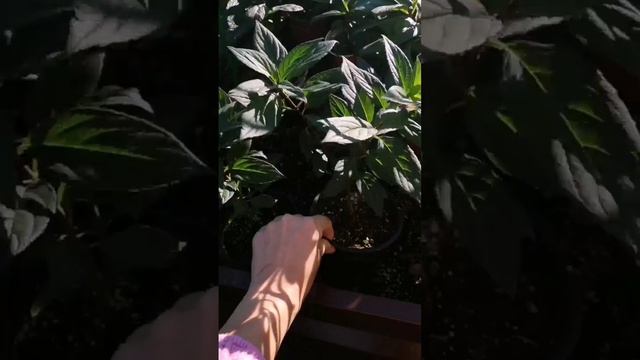 Метельчатая гортензия Бонфаер