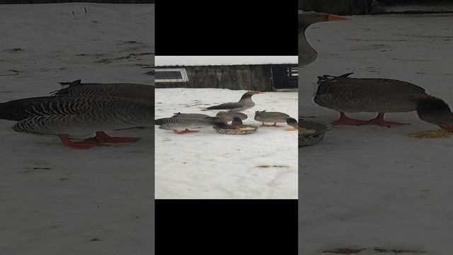 Вместе с кошечкой Лапой даëм витамины гусям в январе