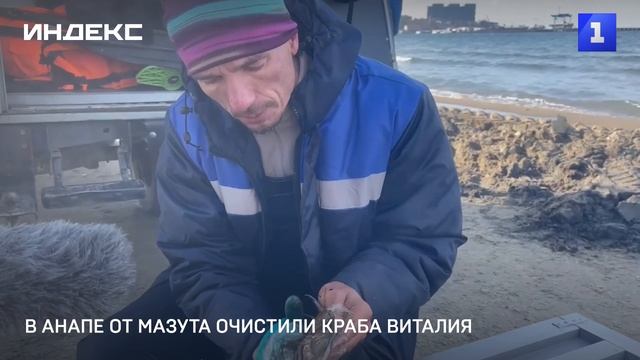 В Анапе от мазута очистили краба Виталия