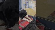 Дизель вернулся/ Пес вернулся