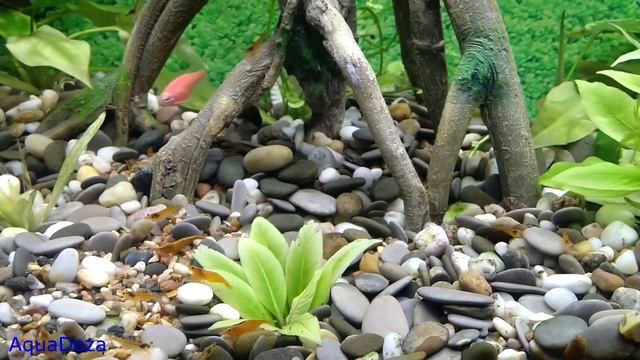 Подходящие рыбки для аквариума с живыми растениями.