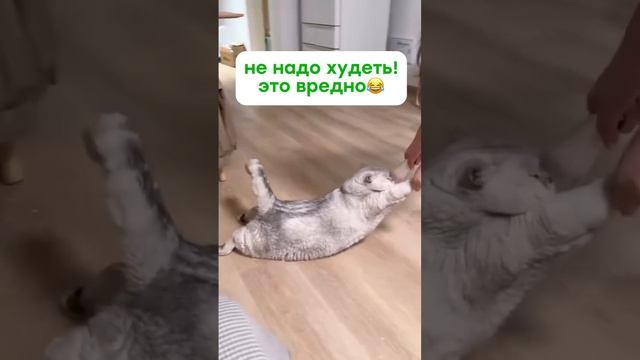 Быть толстым выгодно ))