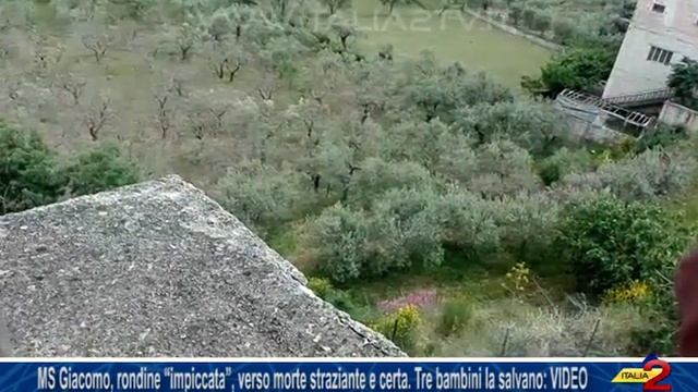 MS Giacomo, rondine “impiccata”, morte straziante. Tre bambini la salvano: IL VIDEO