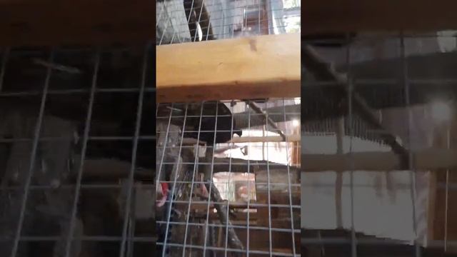 в кофе чудо дом, или как оно там называется