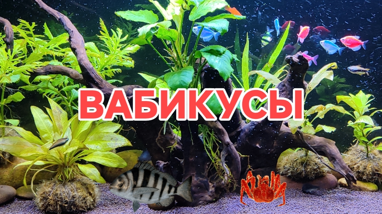 Итоги по вабикусам спустя две недели.
