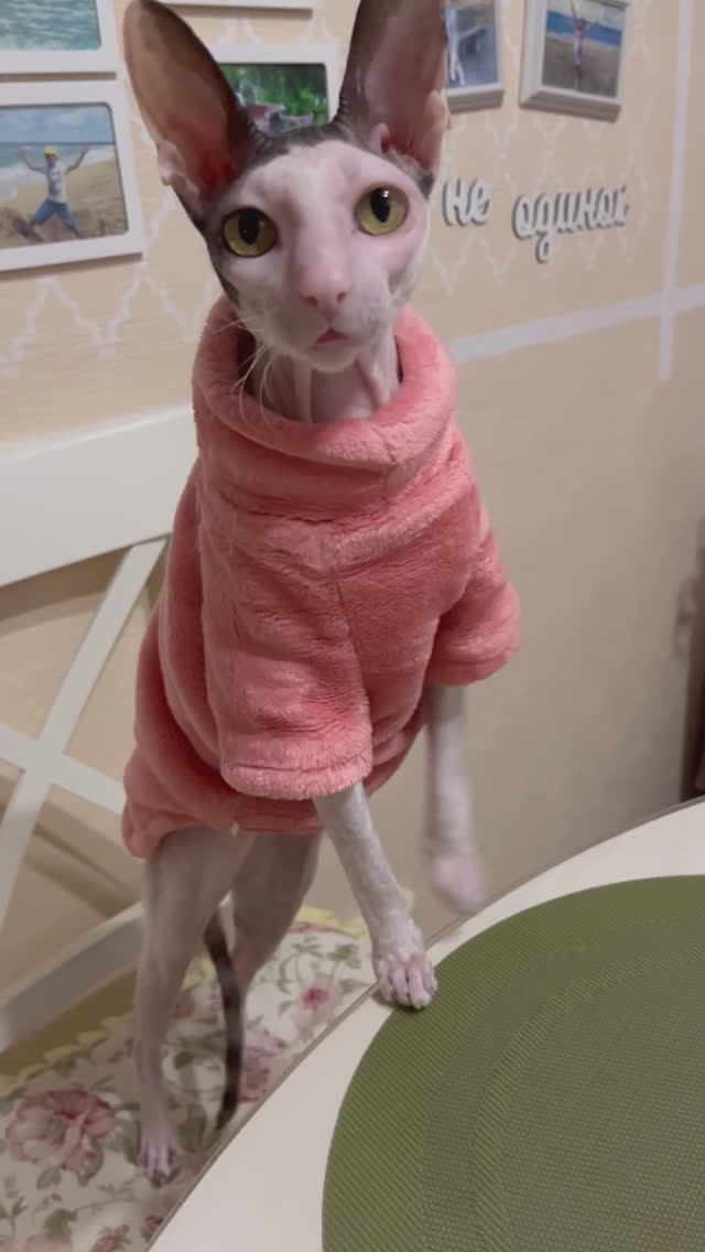 Синематограф-это лекарство для страждущих…