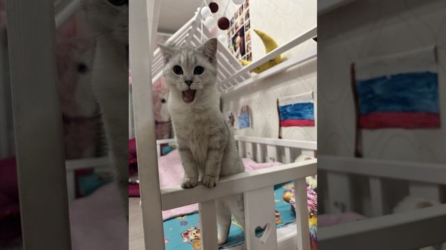 Кошка-певица 😊
