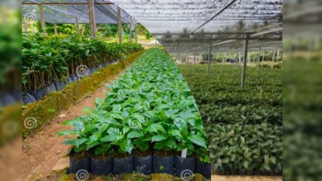 Robusta and Arabic Coffee plants in Uganda.  February 23, 2024