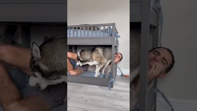 Отжал место у собаки )