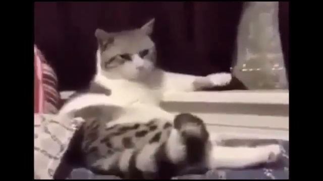 Кот размышляет о жизни