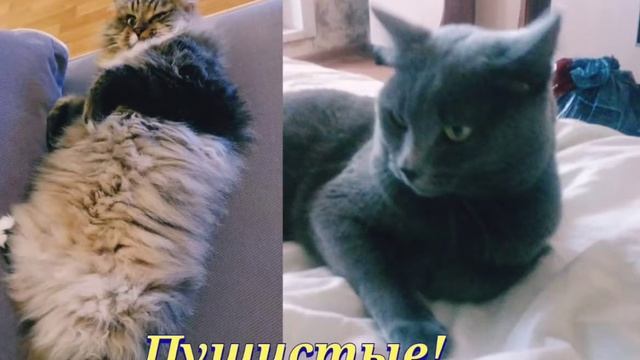 "вместе" - МЯУ!!!#кот #мяу#мурмяф#пуфик#жир#пуховик #котэ#киселёк#котище #cat #cot #кисель