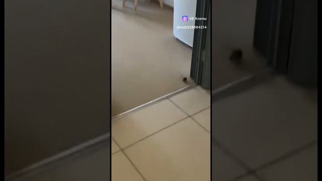 Дрифт такси