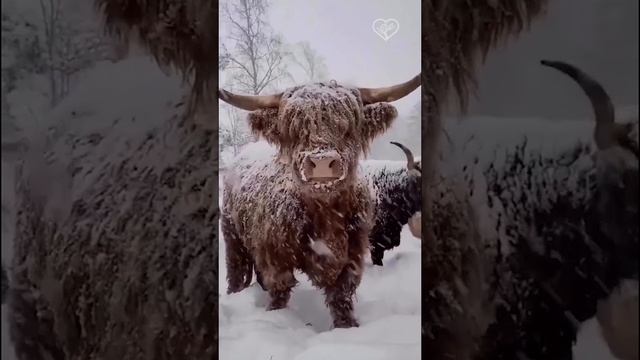 Не беспокойтесь, им не холодно)