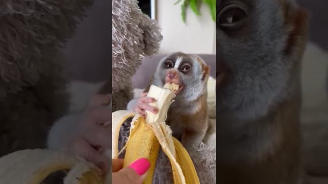 ЛЕМУР КУШАЕТ БАНАН