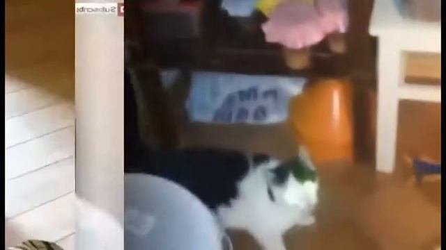 Приколы про животных Упал бедняжка