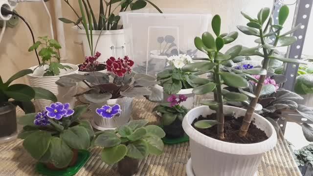 Белый налет в цветочном горшке! Как избавиться?