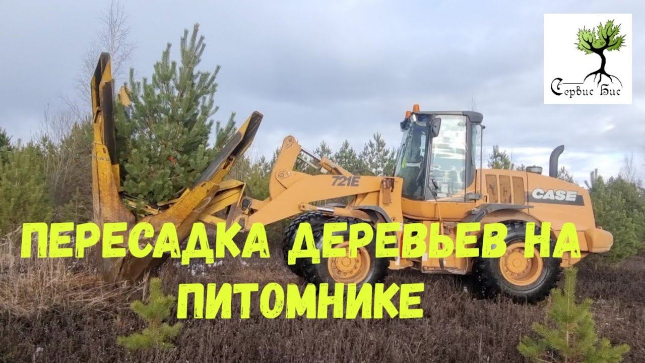 Пересадка крупномеров на питомнике деревьев Сервис БиС