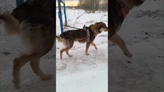 Сторожевой пёс в беде ищет дом.mp4
