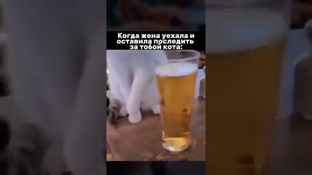 Ответственный котик😁
