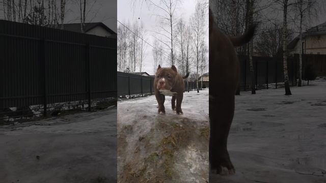 petal_20250117_155116.mp4