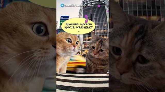 Опаздун #мыкотики #вмем #разговор #анекдот #шутки #животные #юмор #кошки #смешное #мемы #скетчи