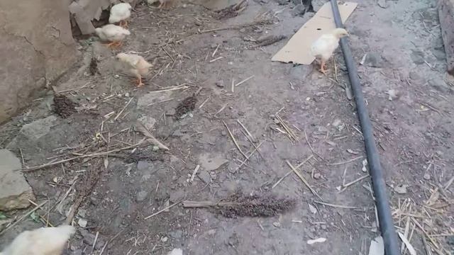 Мини мясные цыплята  водит курица мини виандот