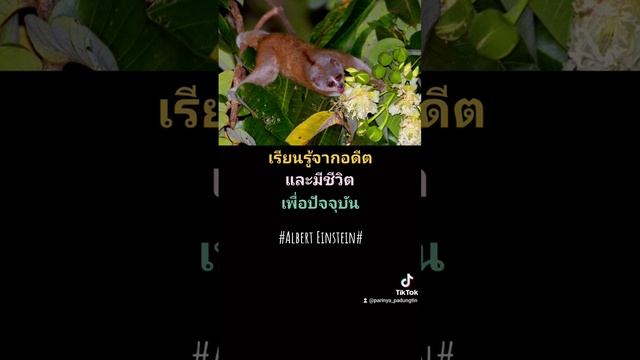 มุมมองชีวิต จาก อัลเบิร์ต ไอน์สไตน์ #wildlifephotography #wildlife