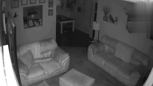 Недаром кошкам приписывают способность видеть призраков.