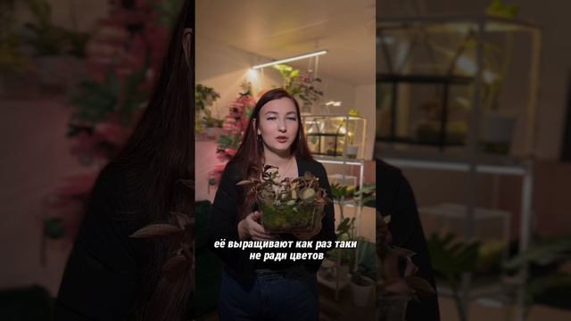 Tg hedera_pro -мой канал про растения! А это Драгоценная орхидея 🥰