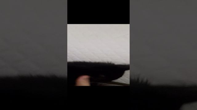 Эксперимент кот + скоч очень смешно