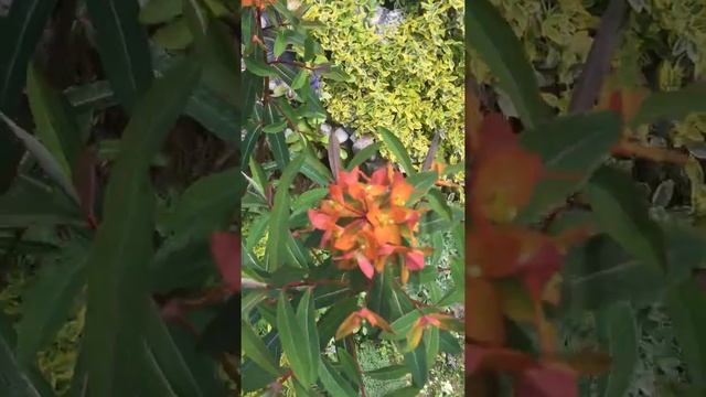 Молочай огненный Файер Глоу (Euphorbia griffithii Fireglow)
