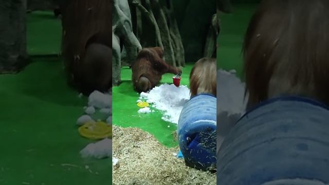 Орангутаны впервые попробовали снег☝️😉✌️😂😂😂