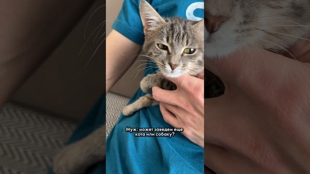 Хотите такого тигра? 🐅😉