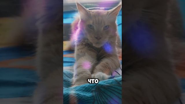 Мир принадлежит котикам #мейкун #cat #мейнкун #котик #кот #кошки #мяу #коты #мяумяу #кошачьевидео