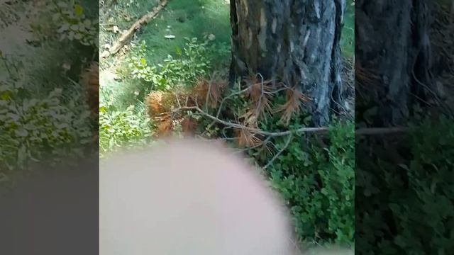 ягодки хи-хи 🙃