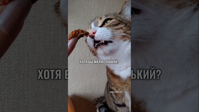 Рубрика "Котямбик оценивает": Килька в томатном соусе 🐟🥫