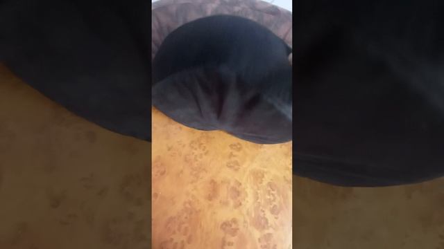 1000042201.mp4