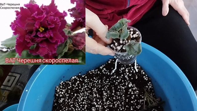 17.01.25.Ответ на вопрос подписчицы.